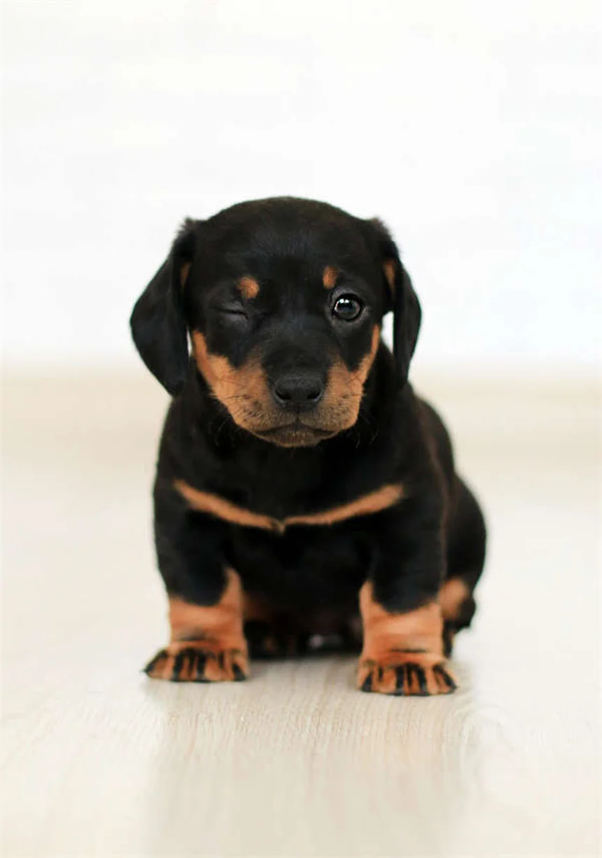 10 consejos esenciales para ser adiestrador canino profesional