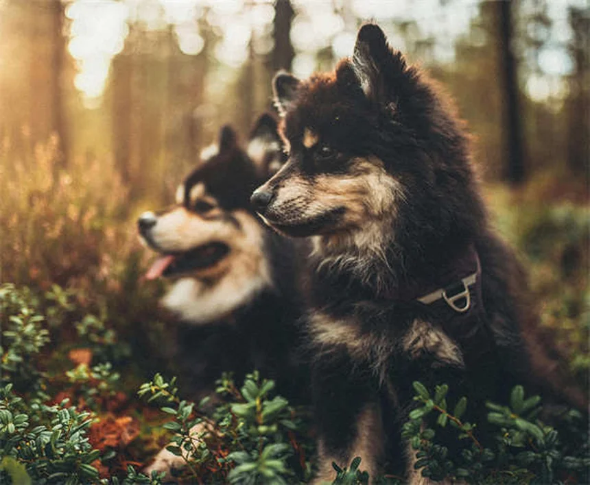 10 consejos esenciales para ser adiestrador canino profesional