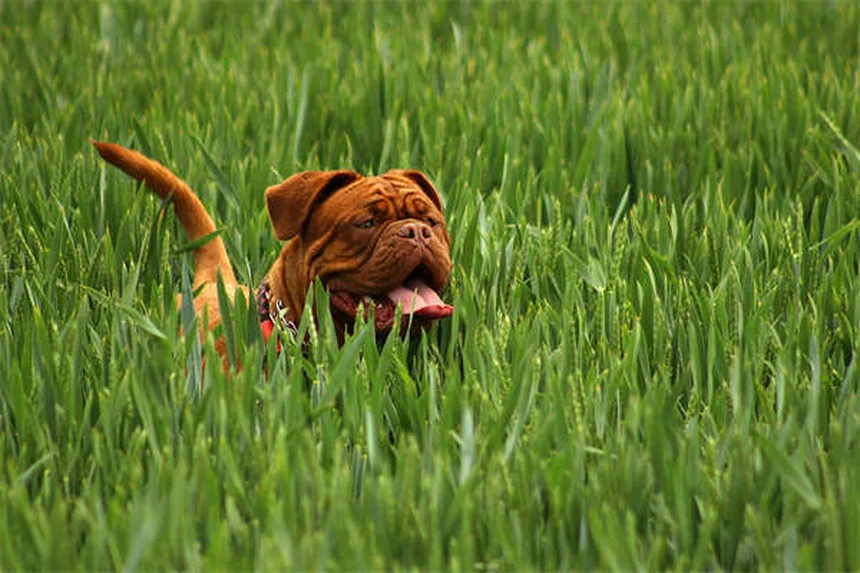 10 consejos esenciales para ser adiestrador canino profesional