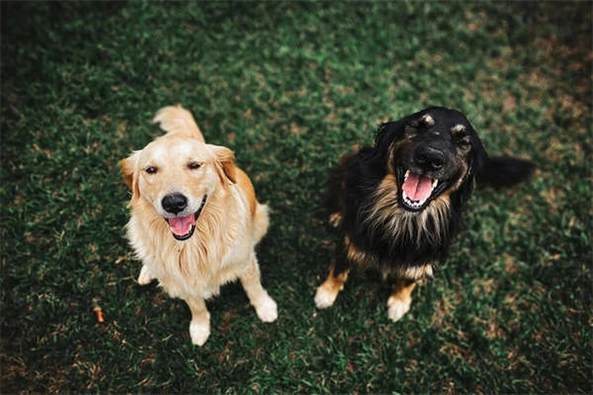 Diarrea con sangre en perros: causas, síntomas y tratamiento urgente