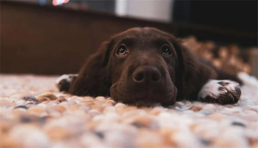 Diarrea con sangre en perros: causas, síntomas y tratamiento urgente