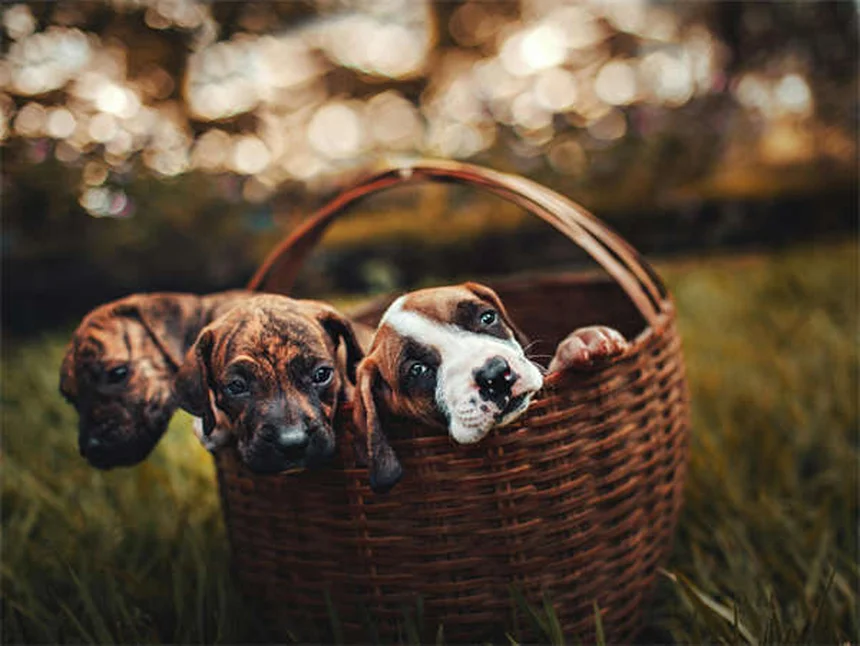 Señales de que tu perro muere por insuficiencia cardíaca: Guía completa
