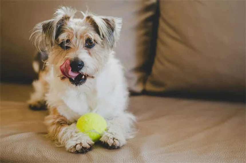Señales de que tu perro muere por insuficiencia cardíaca: Guía completa