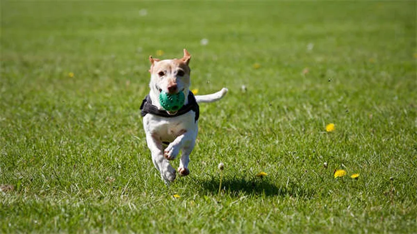 Jaulas para perros: Guía definitiva para elegir el tamaño perfecto