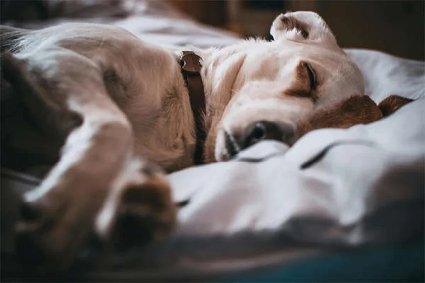Virus Powassan en mascotas: ¿Realmente es una amenaza?