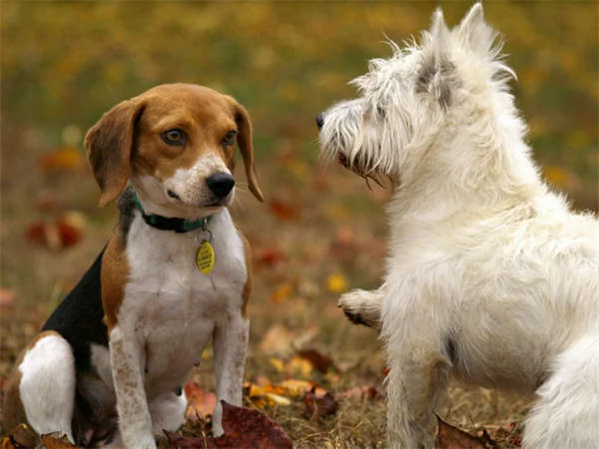 Virus Powassan en mascotas: ¿Realmente es una amenaza?