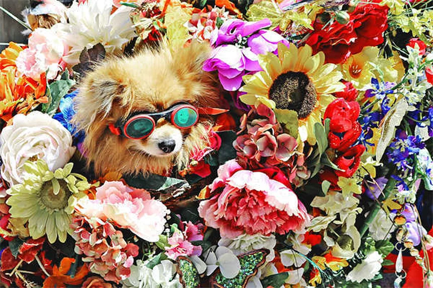 Garrapatas en perros: Cómo proteger a tu mascota de estos peligrosos parásitos