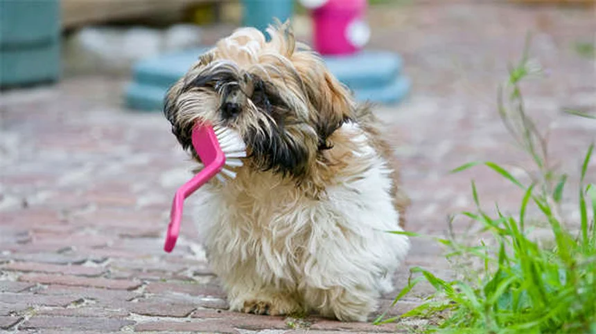 Tresaderm® para mascotas: Guía completa sobre este tratamiento para infecciones