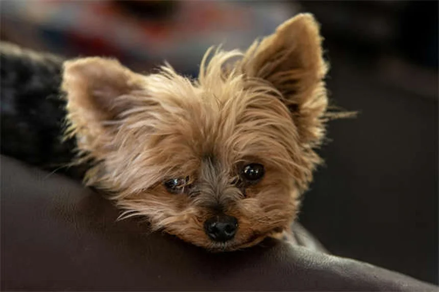 Tresaderm® para mascotas: Guía completa sobre este tratamiento para infecciones