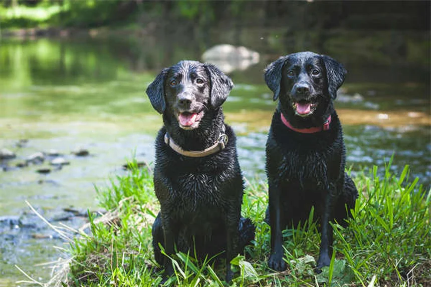 Penicilina para perros: Guía completa sobre usos y efectos