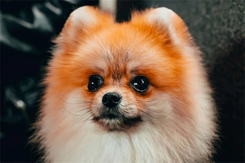 Penicilina para perros: Guía completa sobre usos y efectos