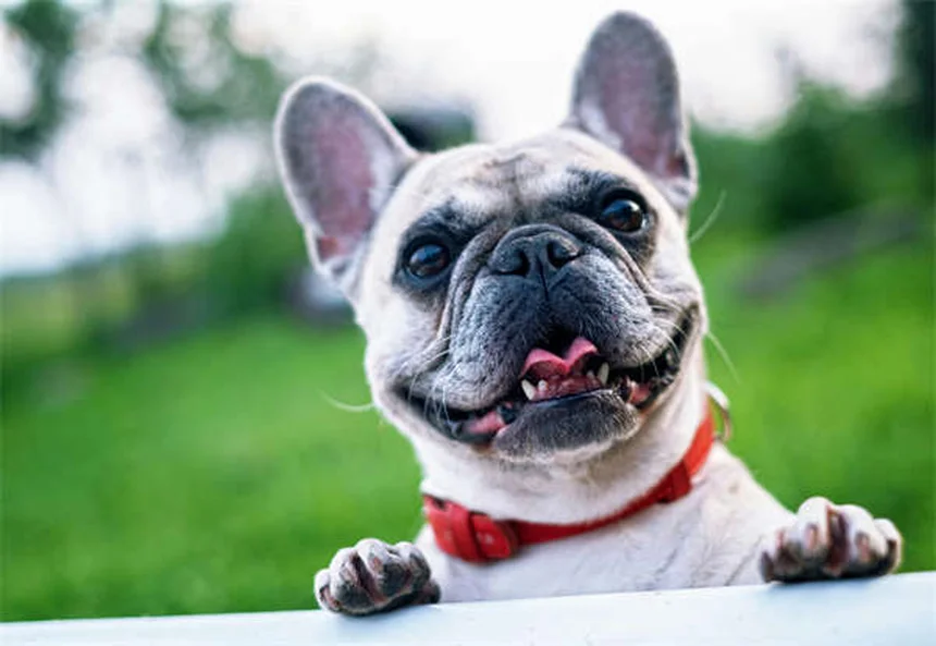Perder a tu perro: Cómo superar el dolor de perder a tu mejor amigo