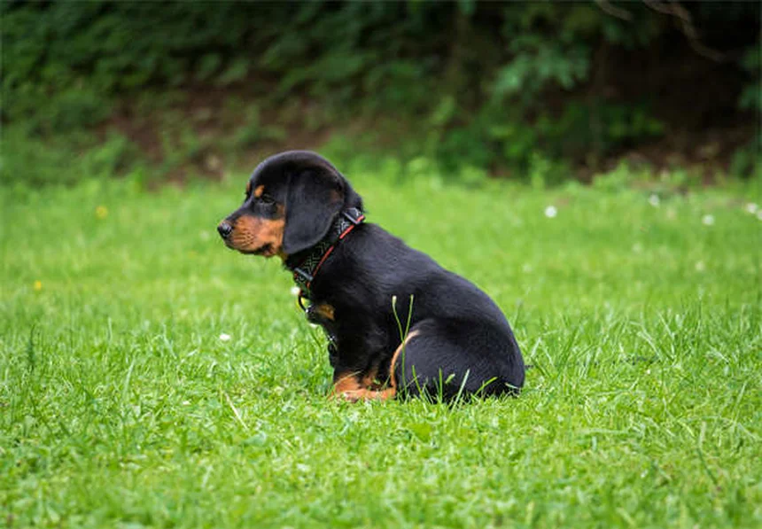 ¡Protege a tu mascota de los peligrosos arácnidos!