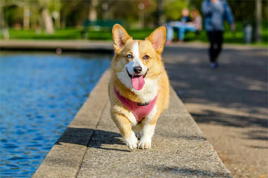 Análisis de sangre para perros y gatos: Guía completa para dueños responsables