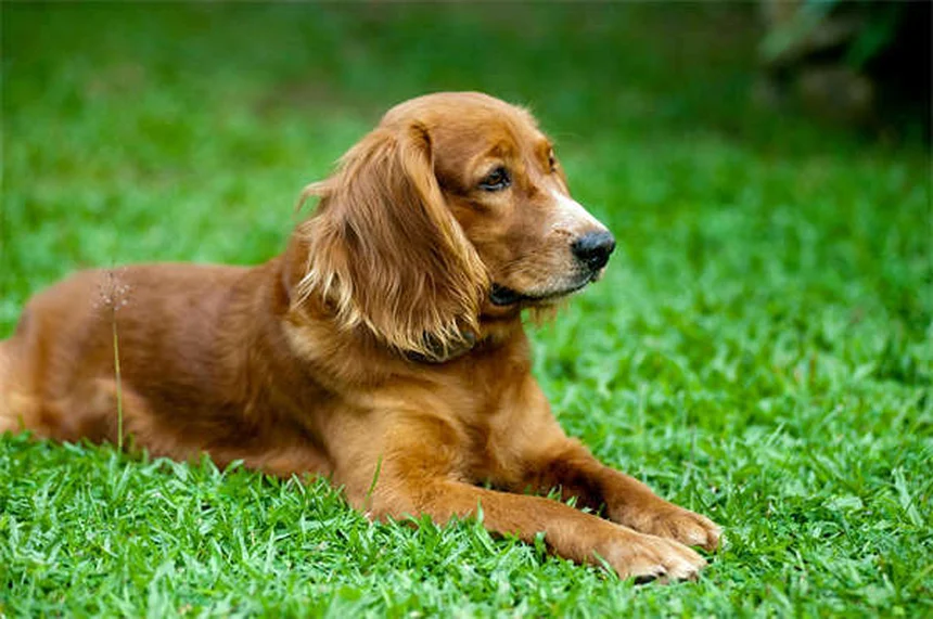 Análisis de sangre para perros y gatos: Guía completa para dueños responsables