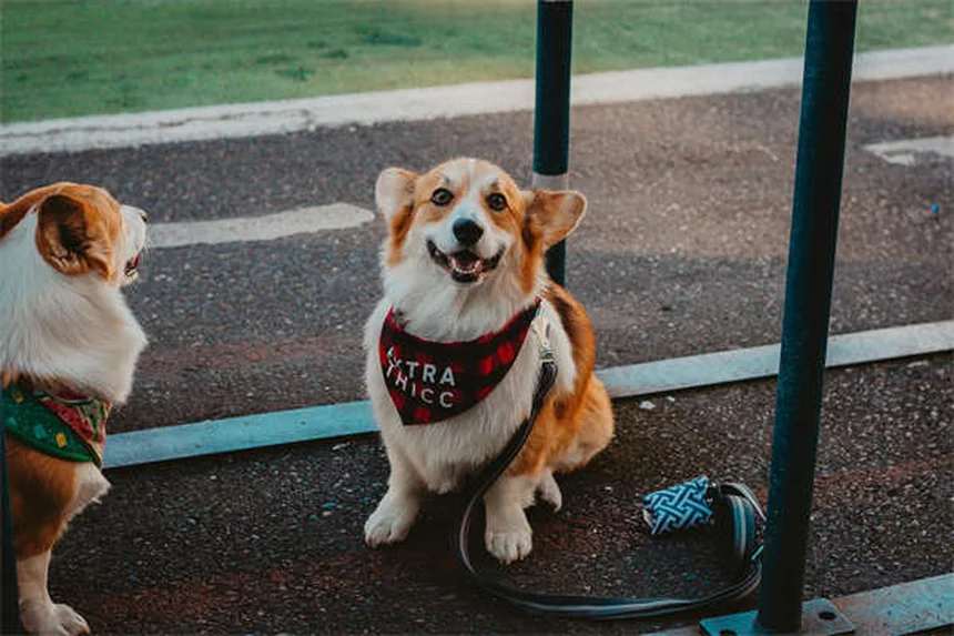 Narcolepsia en perros: síntomas, causas y tratamiento efectivo