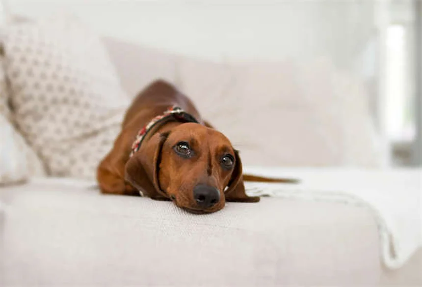 Narcolepsia en perros: síntomas, causas y tratamiento efectivo