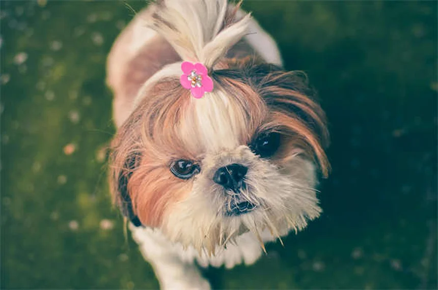 Contusión pulmonar en perros: síntomas, tratamiento y recuperación