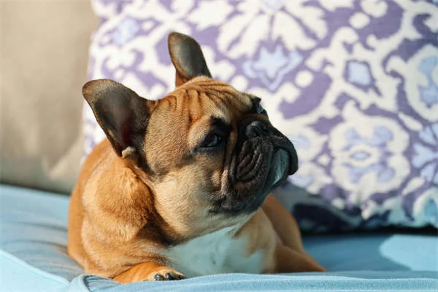 Ansiedad en mascotas: Cómo detectarla y aliviarla