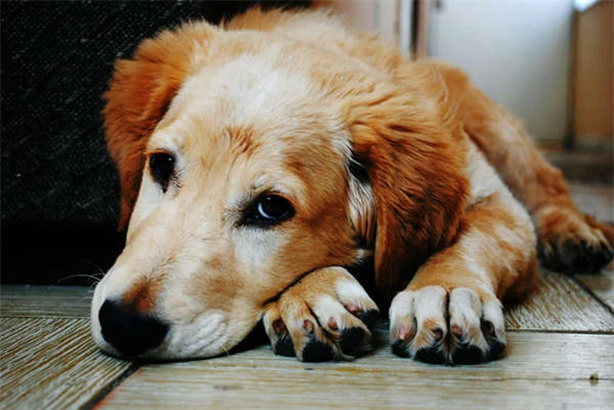 Cosequin vs Dasuquin: ¿Cuál es mejor para tu mascota?
