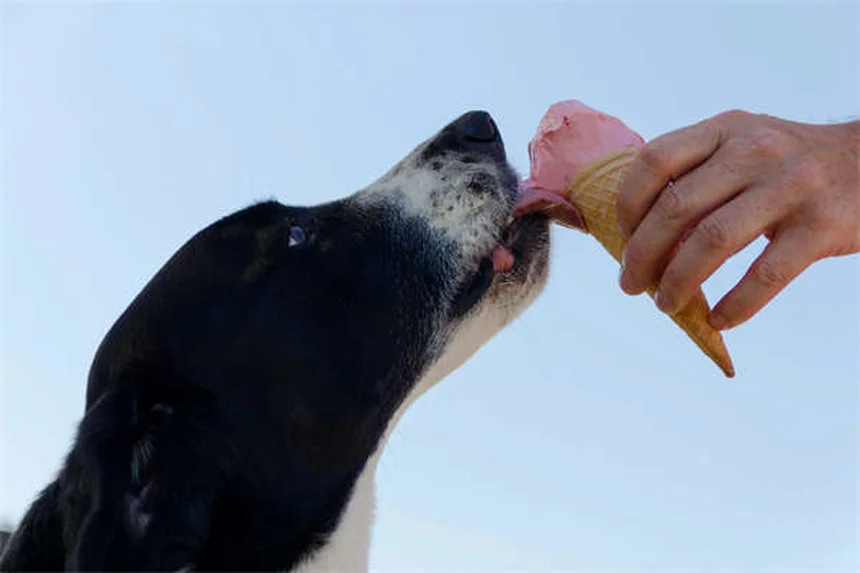 Cosequin vs Dasuquin: ¿Cuál es mejor para tu mascota?