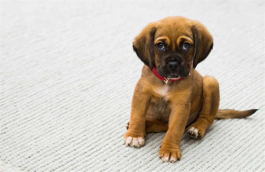 ¡Cuidado! Conejos y cables eléctricos: Guía completa para proteger a tu mascota