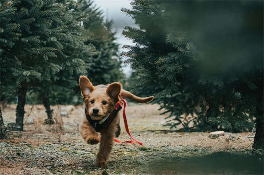 ¡Cuidado! Conejos y cables eléctricos: Guía completa para proteger a tu mascota