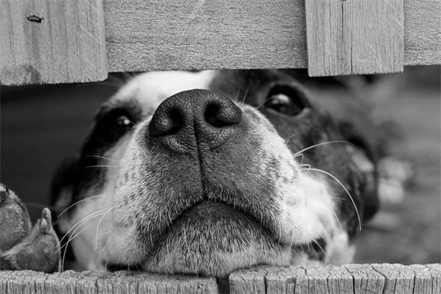 Zonas irritadas en perros: causas, tratamiento y prevención