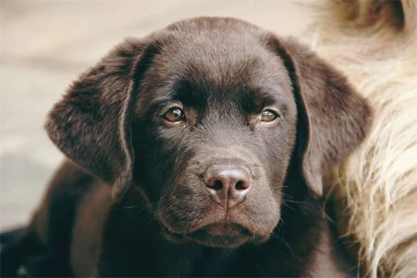 Consejos esenciales para dejar a tu perro solo en casa de forma segura