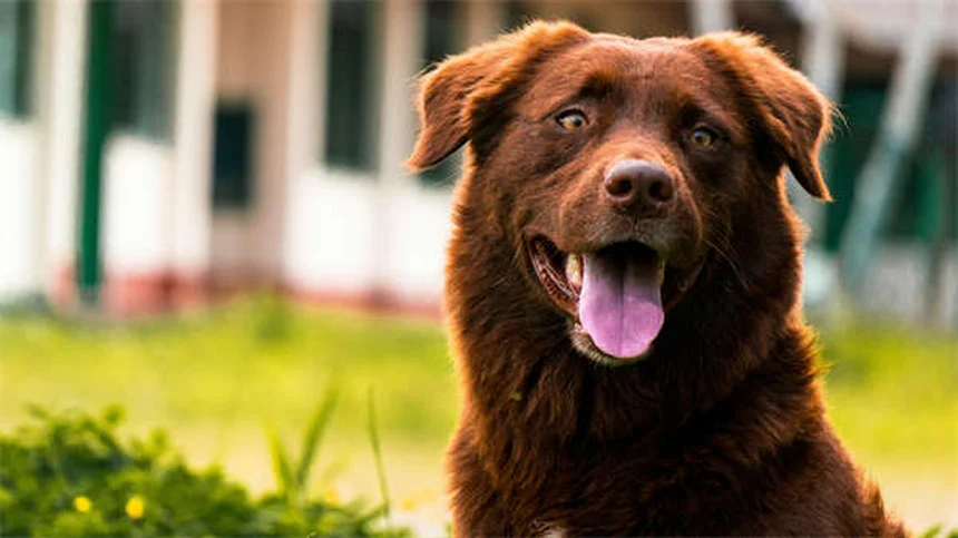 ¿Por qué tose mi perro? Causas y soluciones efectivas