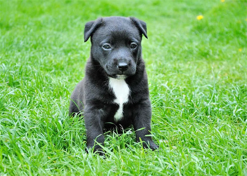 Cómo cuidar a un perro ciego: 7 consejos esenciales para su bienestar