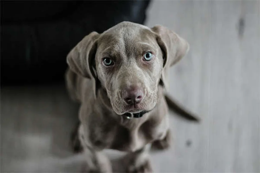 ¿Por qué mi perro estornuda mucho? 7 causas y soluciones
