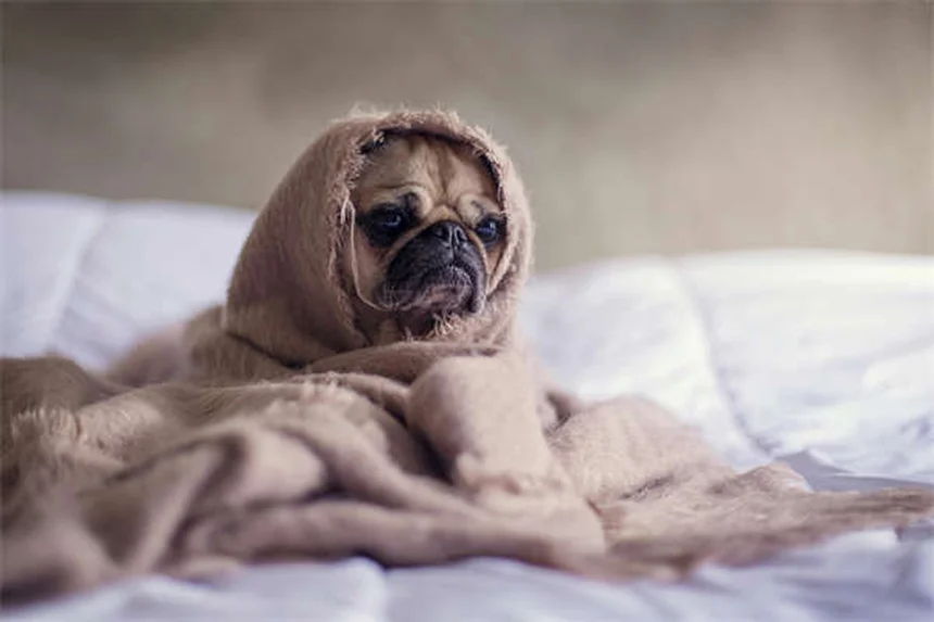 ¿Por qué mi perro estornuda mucho? 7 causas y soluciones