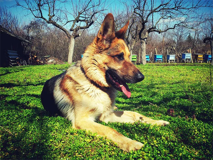 ¿Los perros pueden quemarse con el sol? Protección solar canina esencial