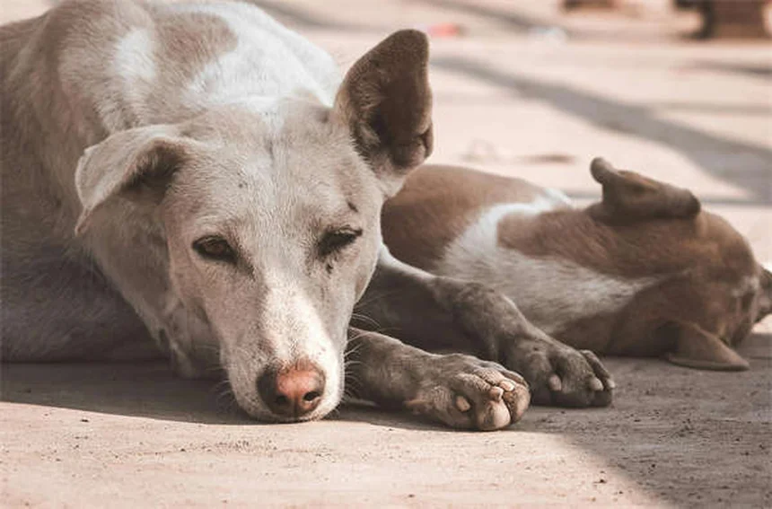 ¿Los perros pueden quemarse con el sol? Protección solar canina esencial