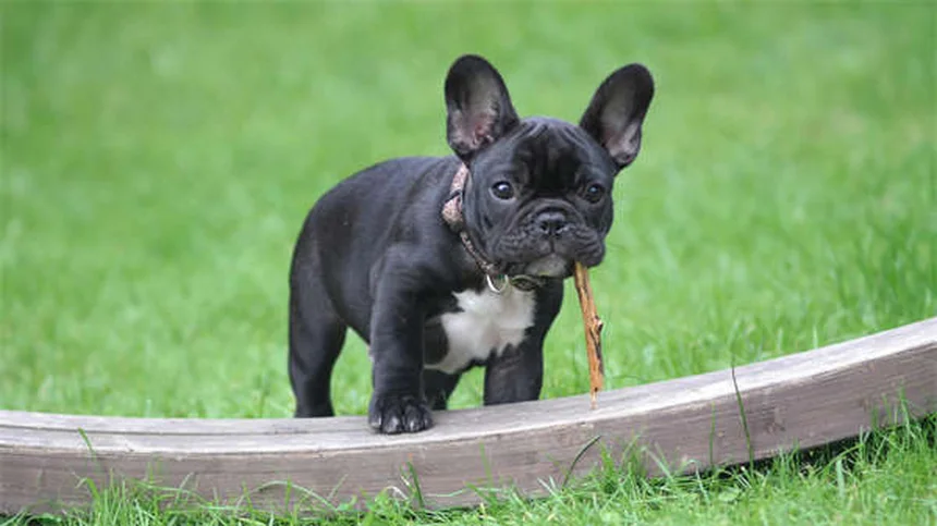 Boston Terrier vs Bulldog Francés: 7 diferencias clave que debes conocer