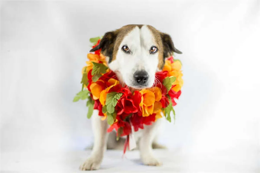 Problemas de comportamiento en mascotas: soluciones efectivas que funcionan