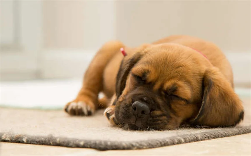 5 consejos infalibles para evitar que tu conejo engorde