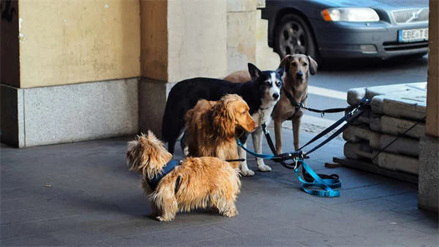 Prostatitis en hurones: síntomas, tratamiento y prevención